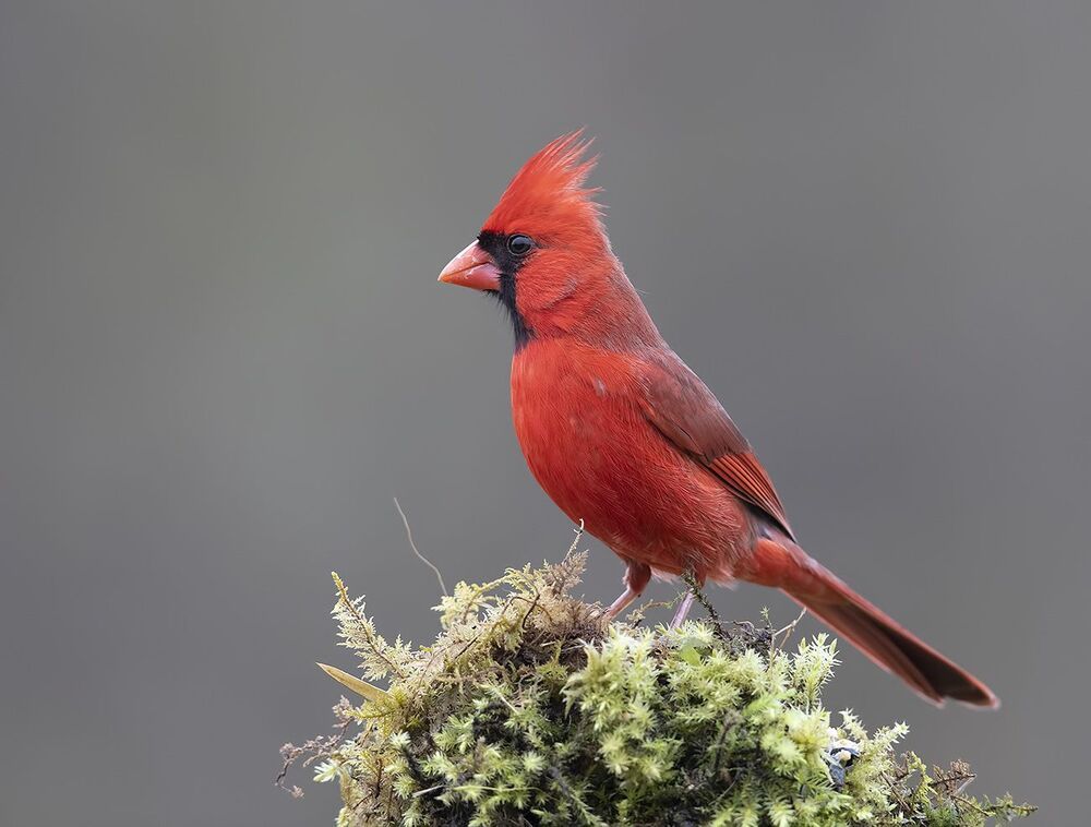 Красный кардинал (cамец) - Northern Cardinal (male)