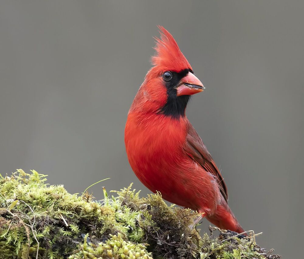 Красный кардинал (cамец) - Northern Cardinal (male)
