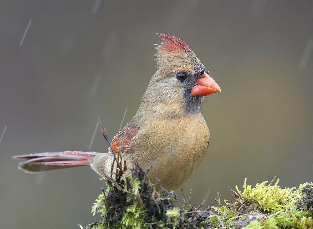Самка. Красный кардинал - Northern Cardinal female