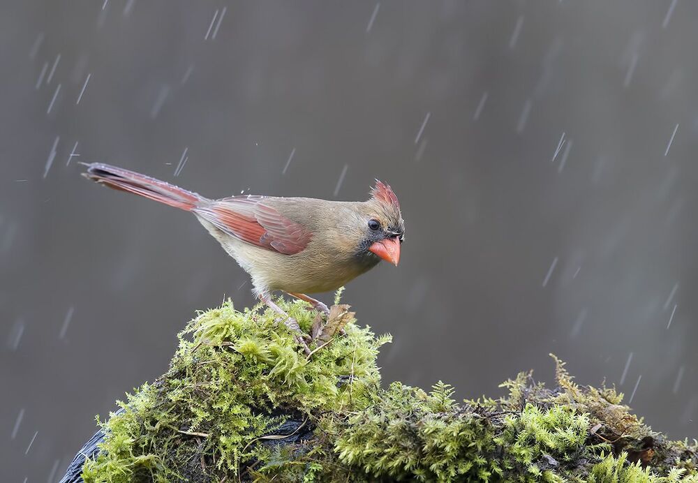 Самка. Красный кардинал - Northern Cardinal female