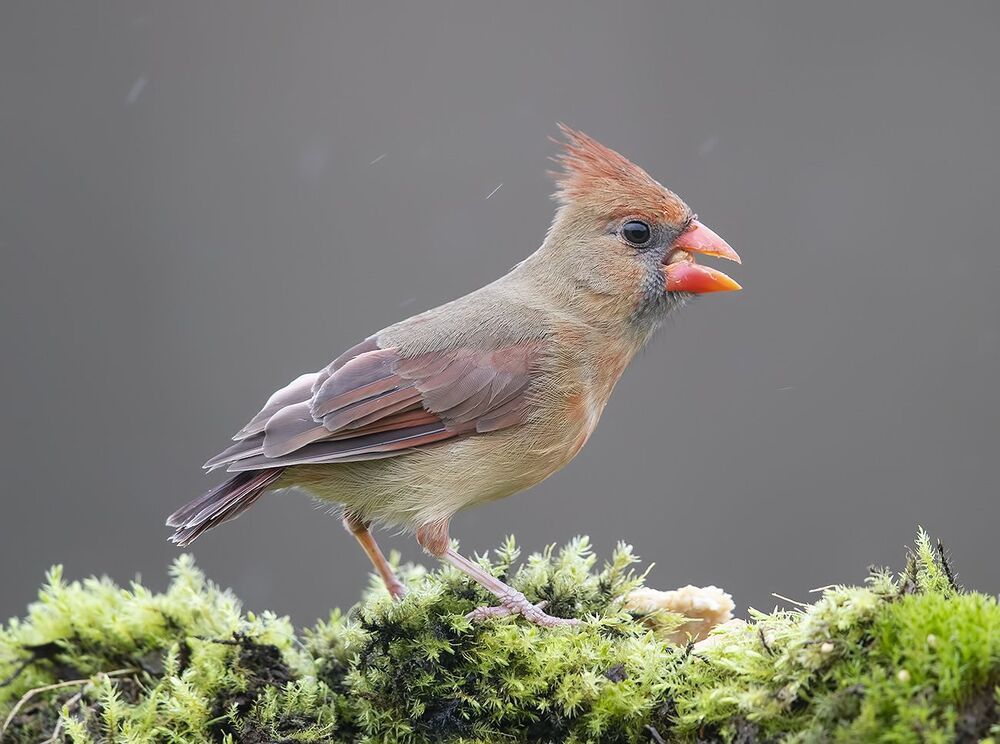 Самка. Красный кардинал - Northern Cardinal female
