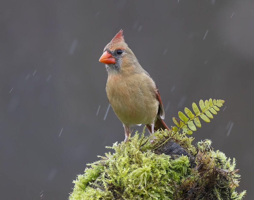Самка. Красный кардинал - Northern Cardinal female