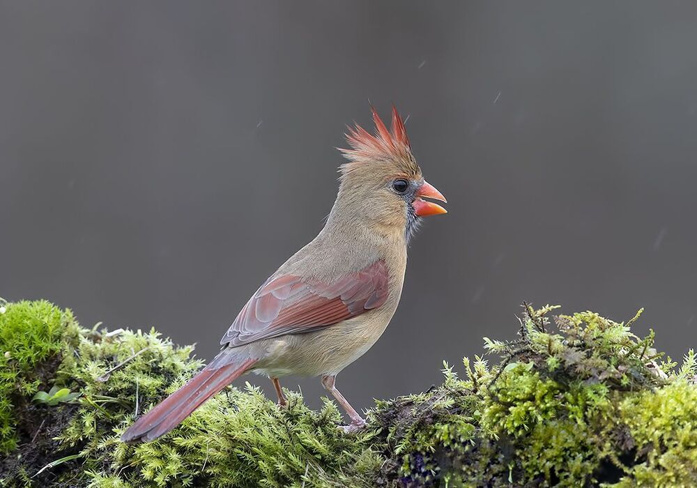 Самка. Красный кардинал - Northern Cardinal female