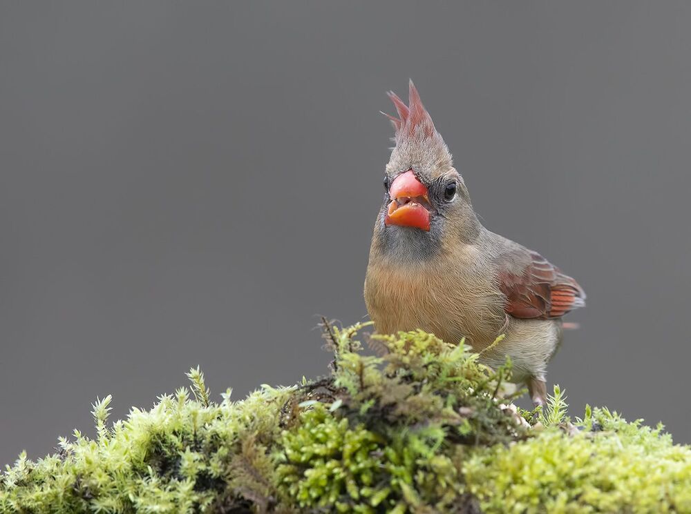 Самка. Красный кардинал - Northern Cardinal female