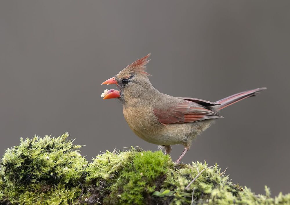 Самка. Красный кардинал - Northern Cardinal female