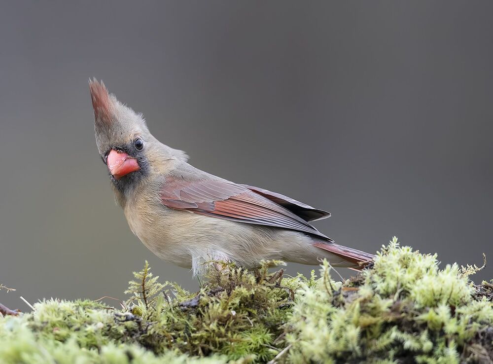 Самка. Красный кардинал - Northern Cardinal female
