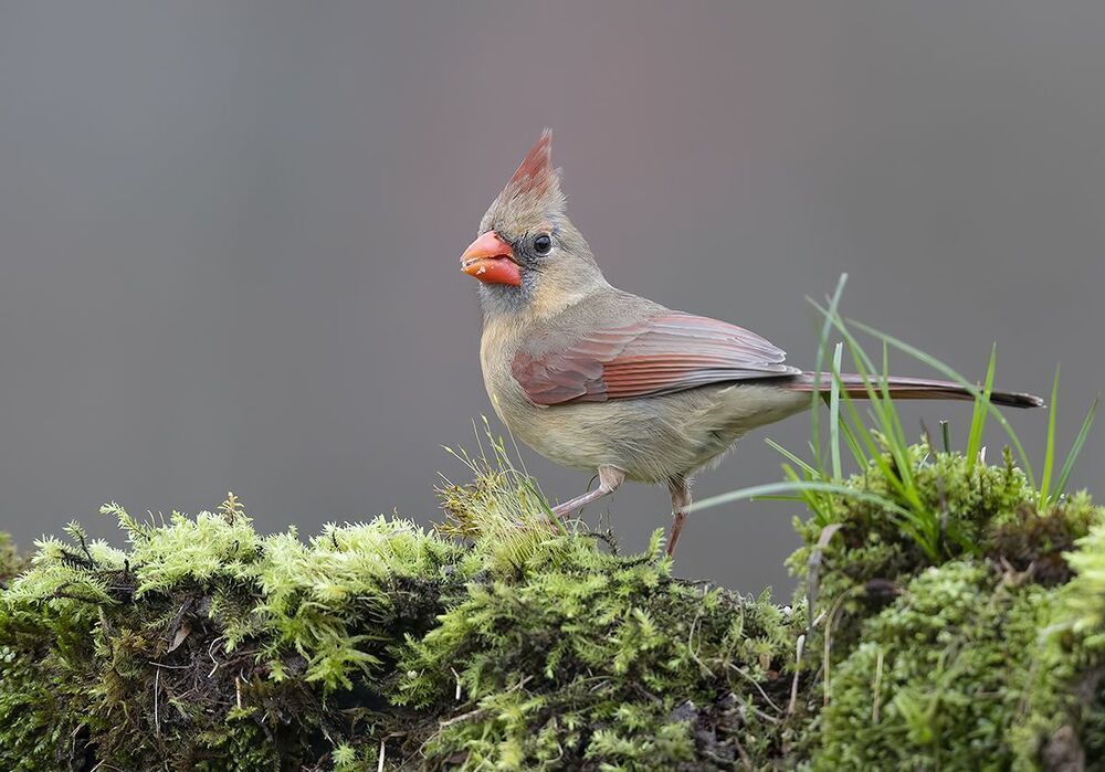 Самка. Красный кардинал - Northern Cardinal female