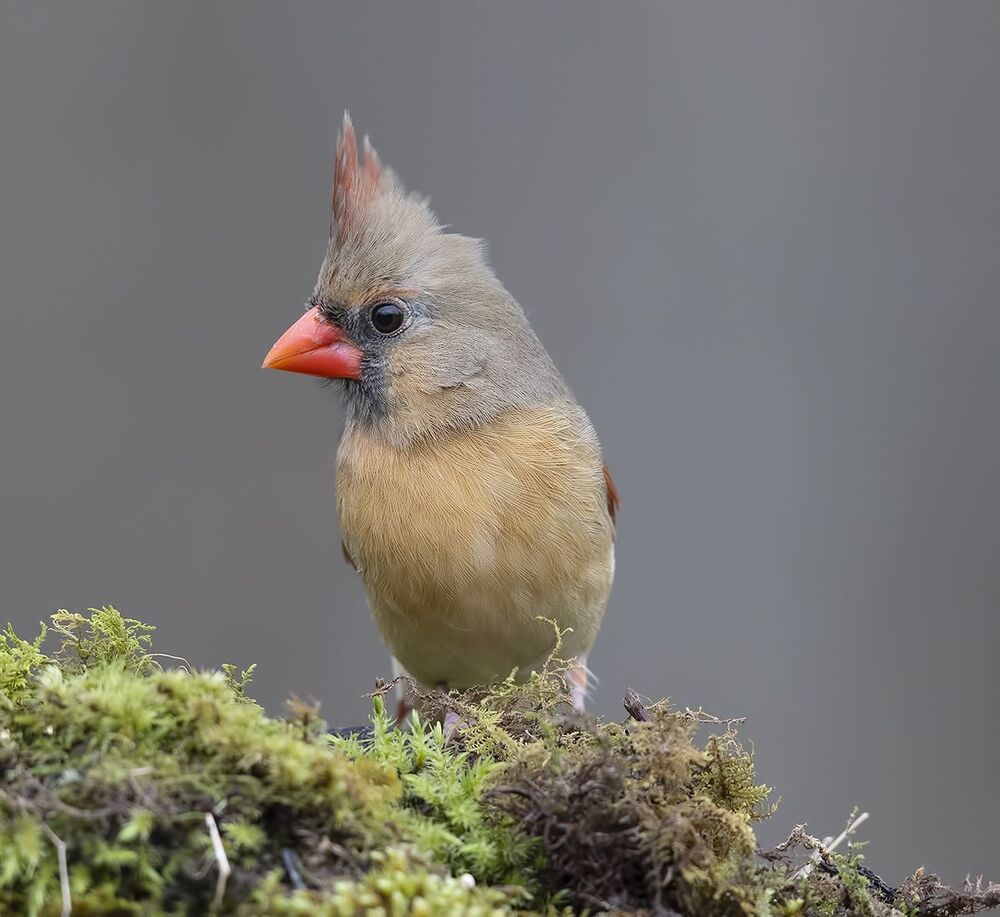 Самка. Красный кардинал - Northern Cardinal female
