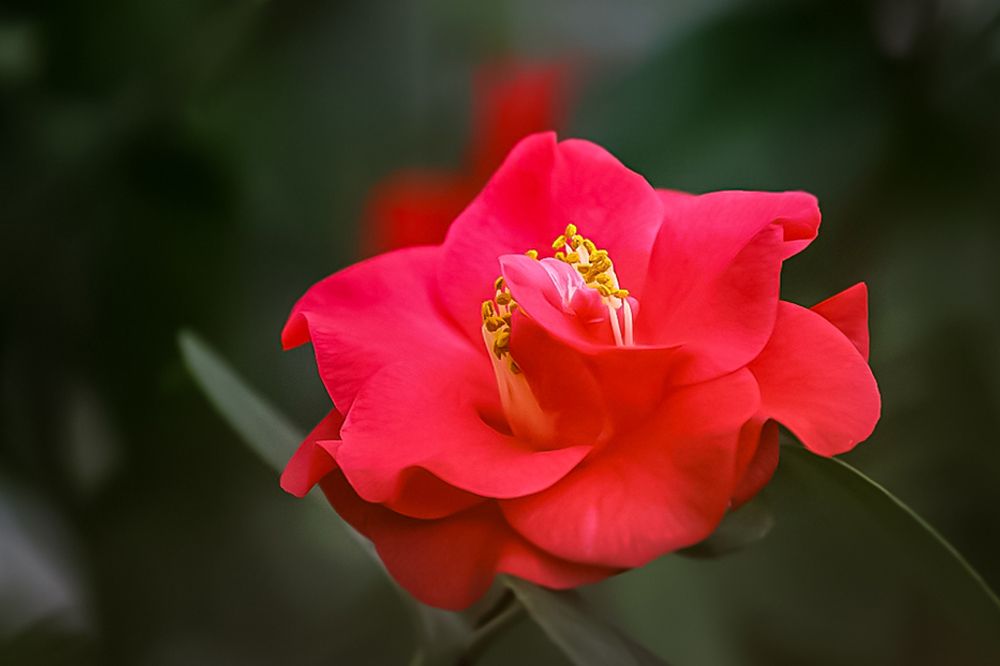 Камелия