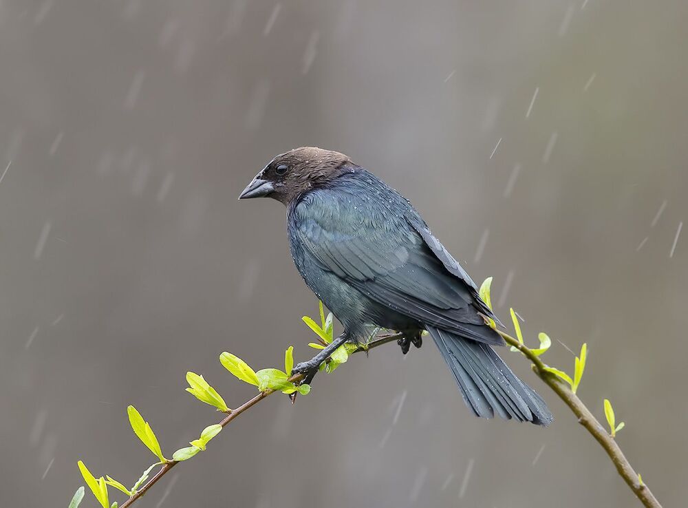 Буроголовый коровий трупиал - Brown-headed Cowbird