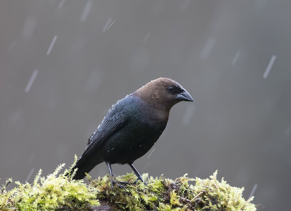 Буроголовый коровий трупиал - Brown-headed Cowbird