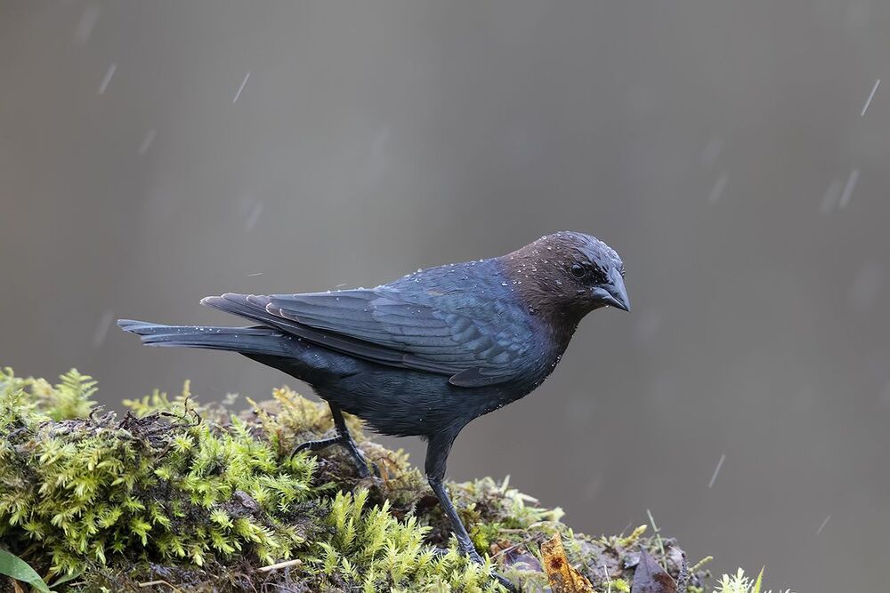 Буроголовый коровий трупиал - Brown-headed Cowbird