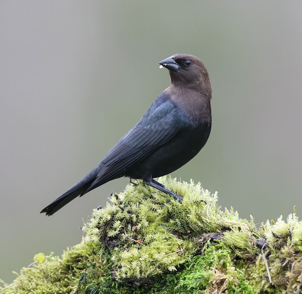 Буроголовый коровий трупиал - Brown-headed Cowbird