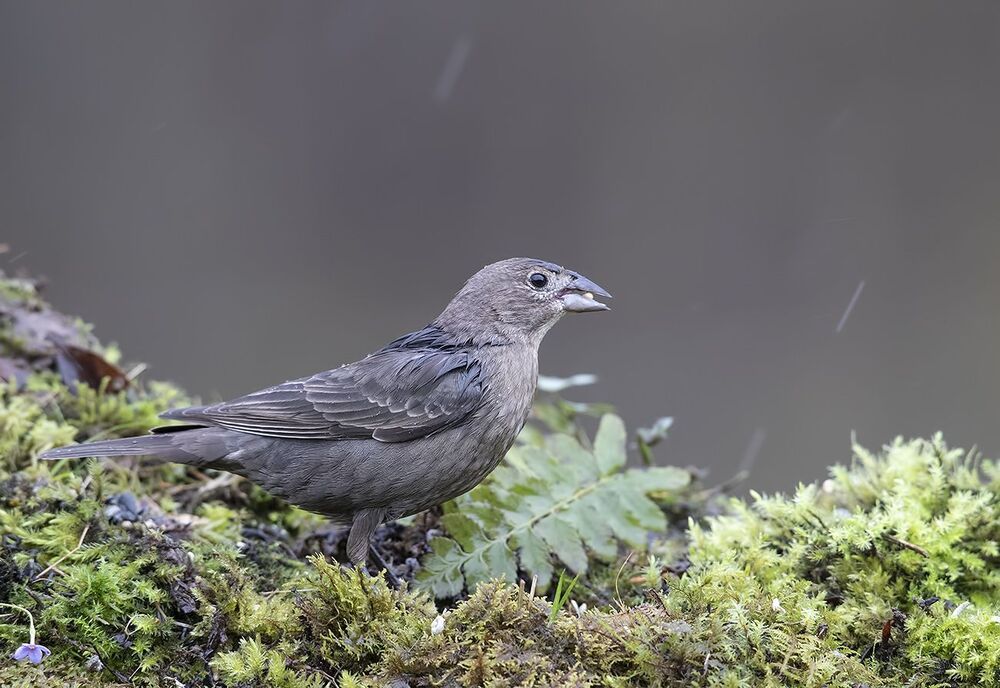 Буроголовый коровий трупиал - Brown-headed Cowbird