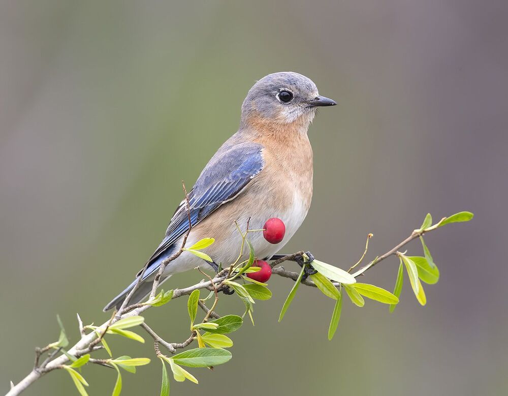 Восточная сиалия (самка) - Eastern Bluebird, female
