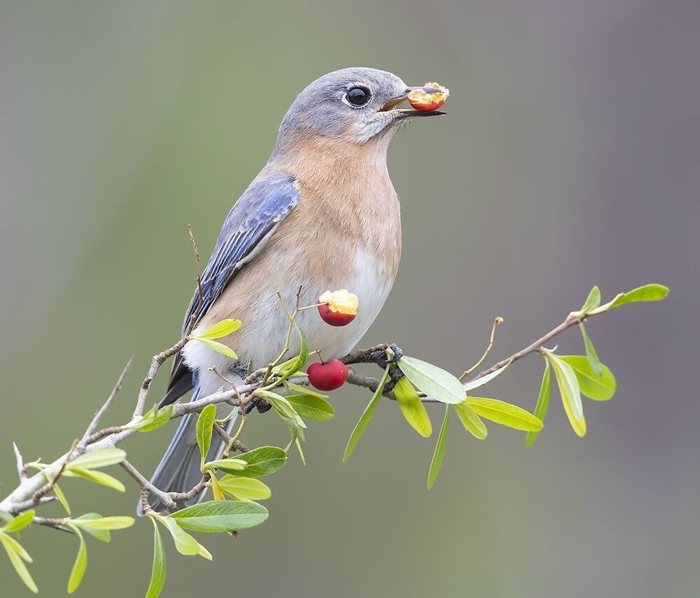 Восточная сиалия (самка) - Eastern Bluebird, female