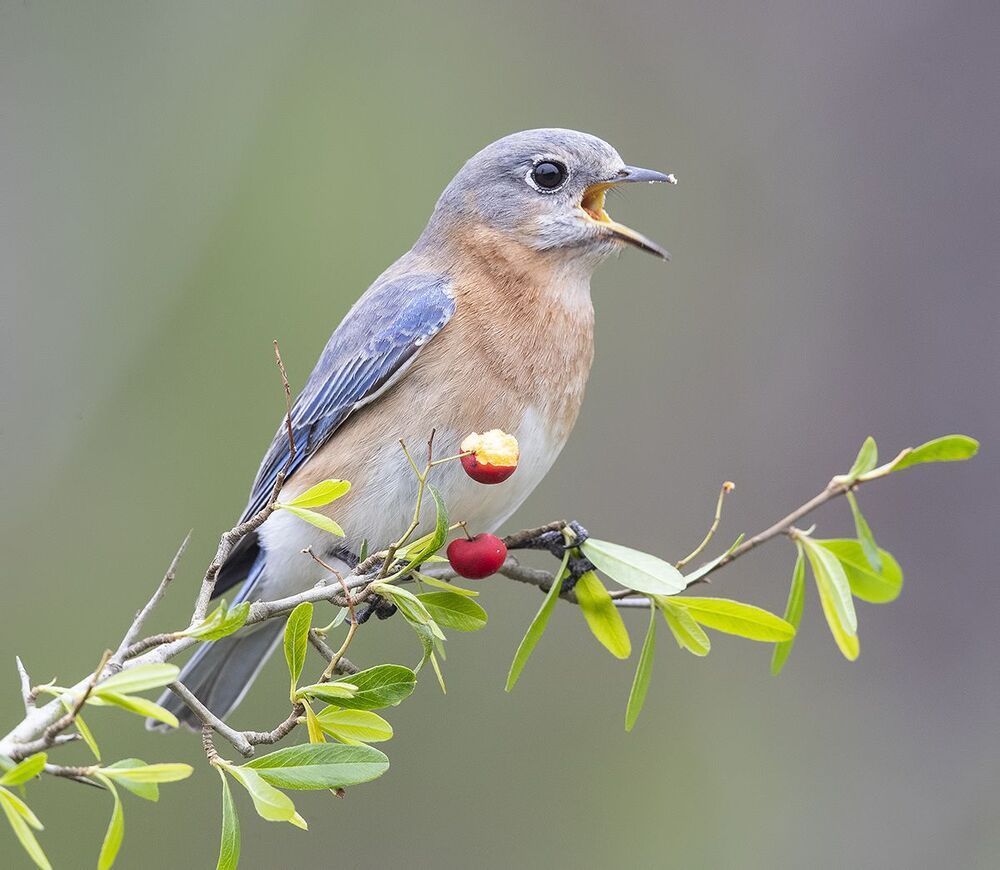 Восточная сиалия (самка) - Eastern Bluebird, female
