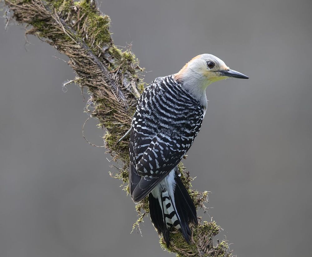 Cамка Дятел - Каролинский меланерпес - Red-bellied Woodpecker