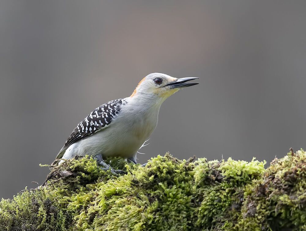 Cамка Дятел - Каролинский меланерпес - Red-bellied Woodpecker