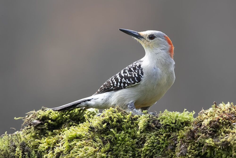 Cамка Дятел - Каролинский меланерпес - Red-bellied Woodpecker