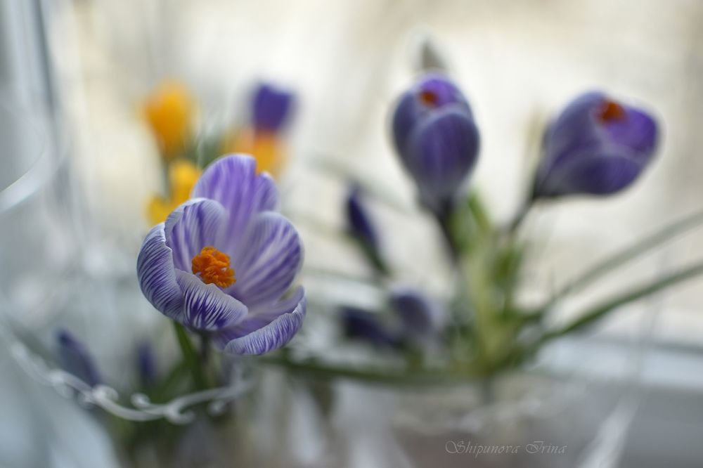 Крокусы