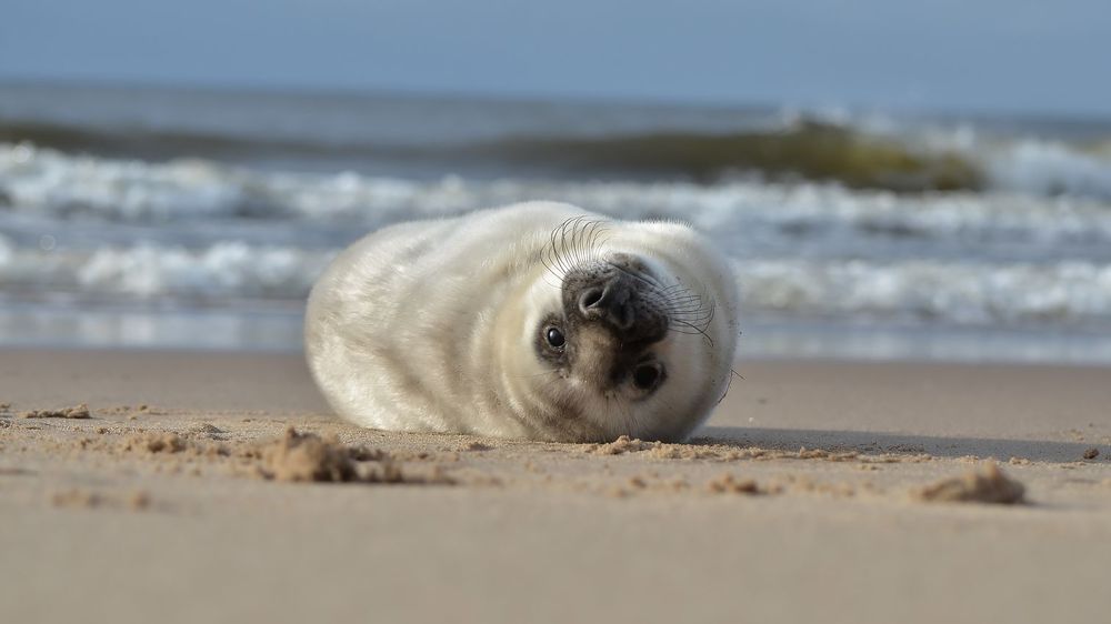 Hello, is it me you're looking for?