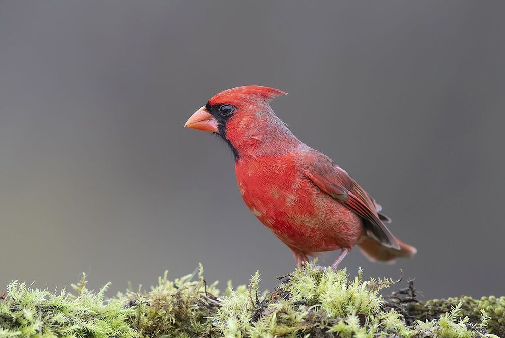 Красный кардинал, cамец - Northern Cardinal, male