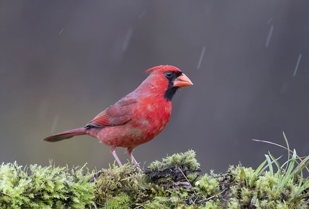 Красный кардинал, cамец - Northern Cardinal, male