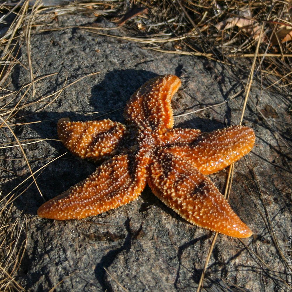 Белое Белое море