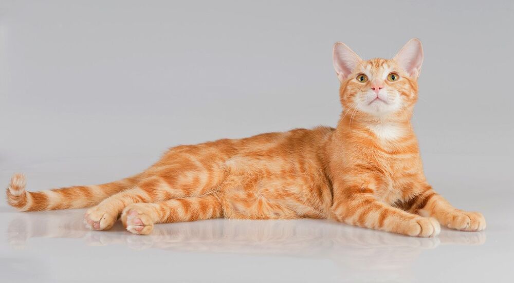 Рыжик - Ginger