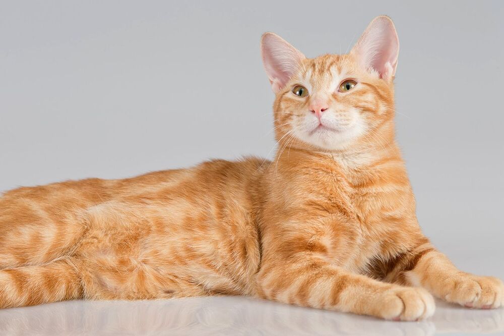 Рыжик - Ginger