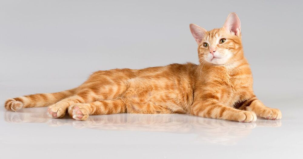 Рыжик - Ginger