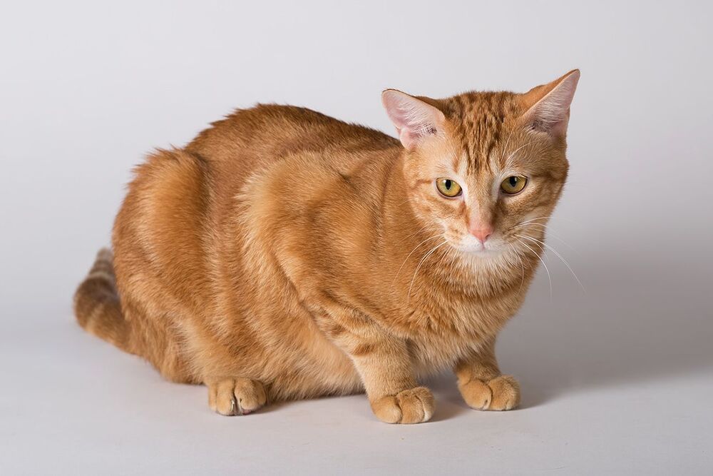 Рыжик - Ginger
