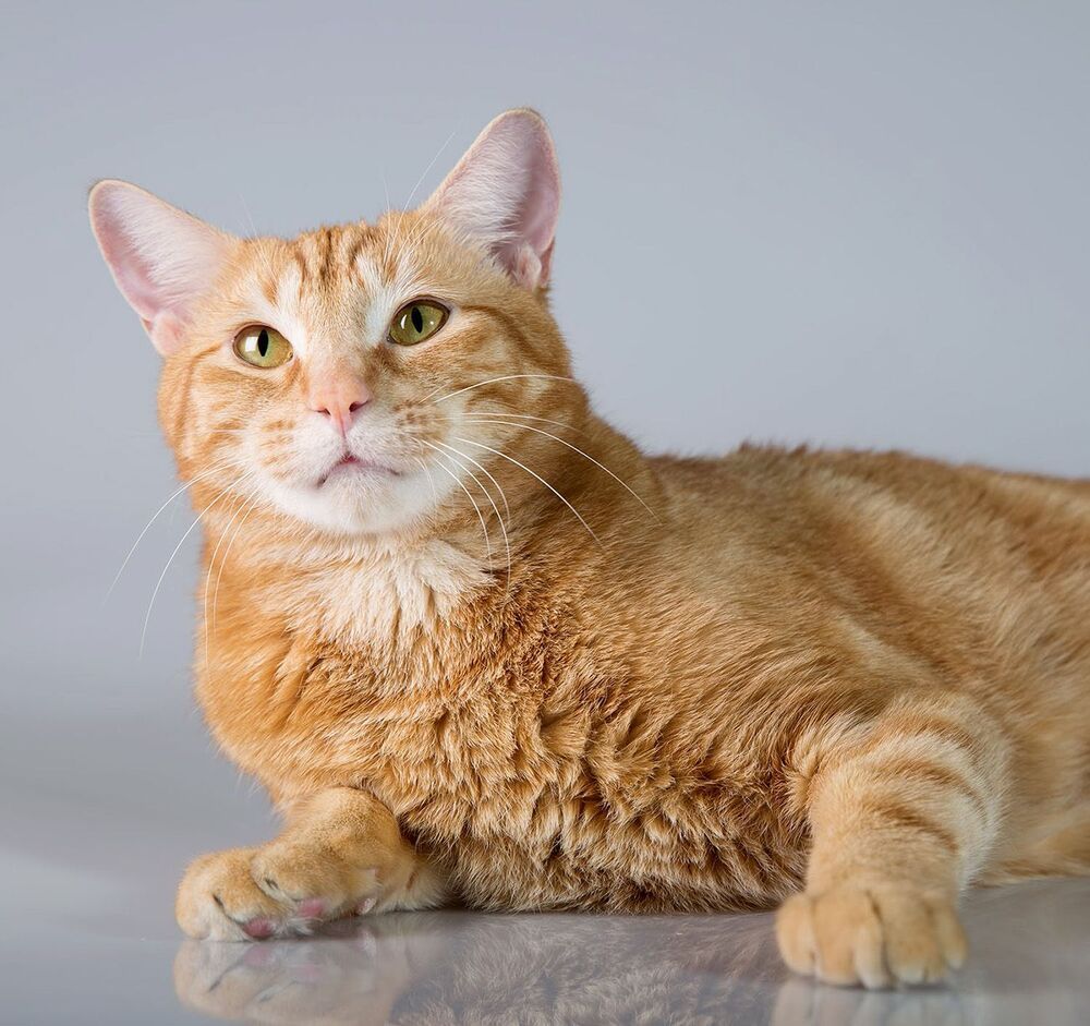 Рыжик - Ginger