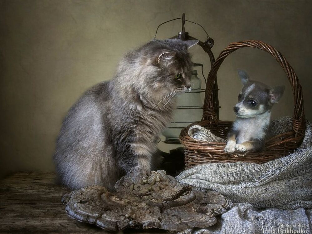 - Это что еще за чудо-юдо?
- Но-но, попрошу без оскорблений! Перед Вами, самый настоящий чихуахуа!