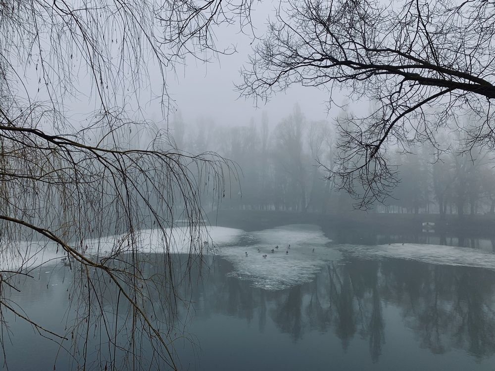 Foggy morning