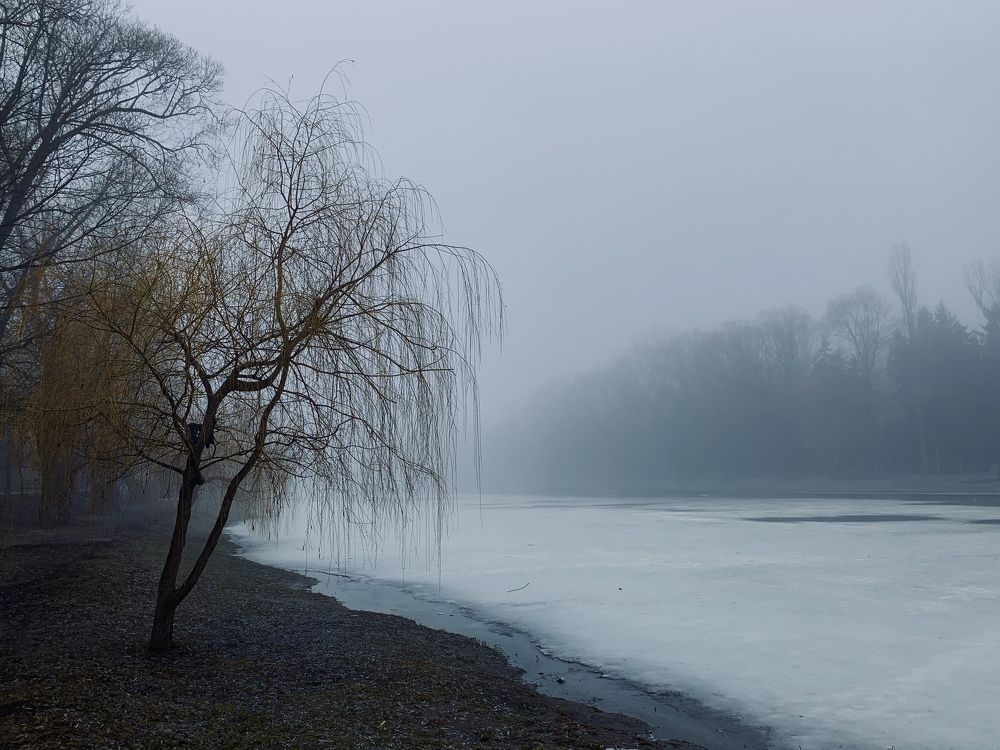 Foggy morning