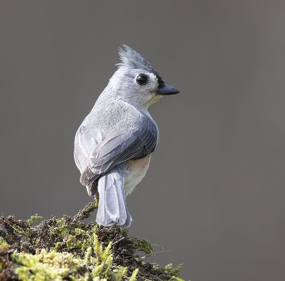 Острохохлая синица -Tufted Titmouse