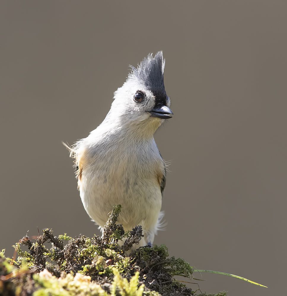 Острохохлая синица -Tufted Titmouse