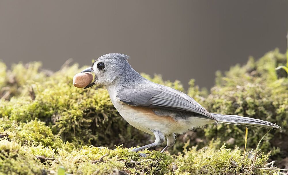 Острохохлая синица -Tufted Titmouse