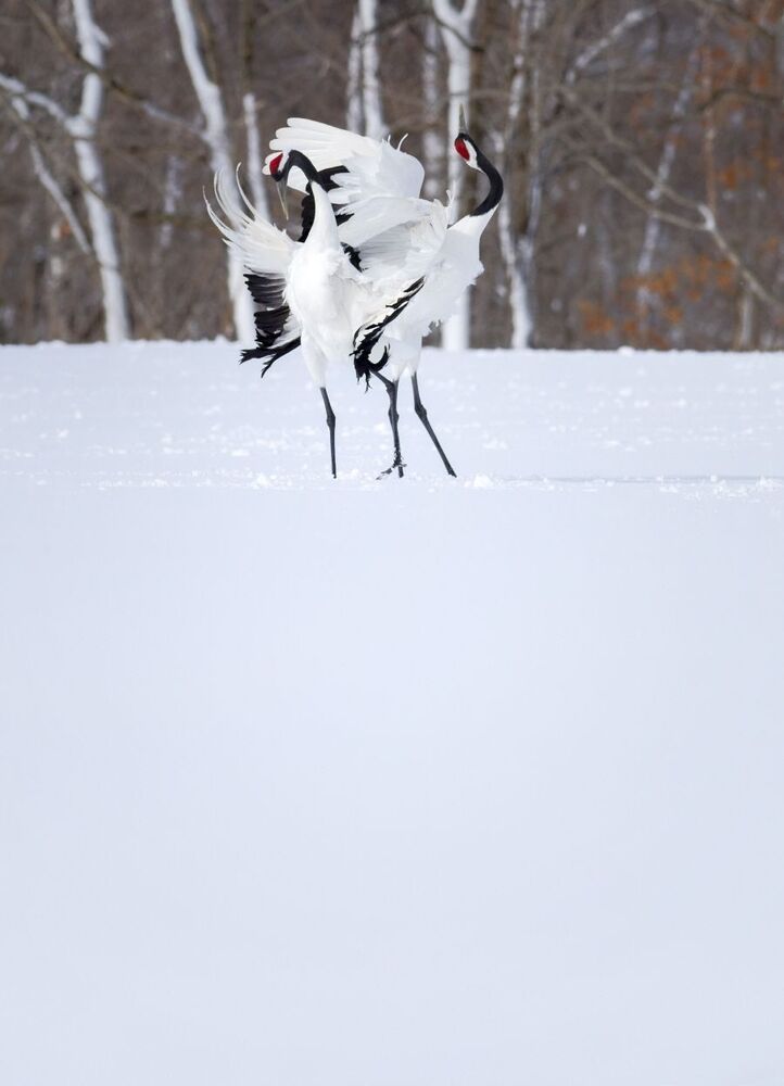 Photo 1463873