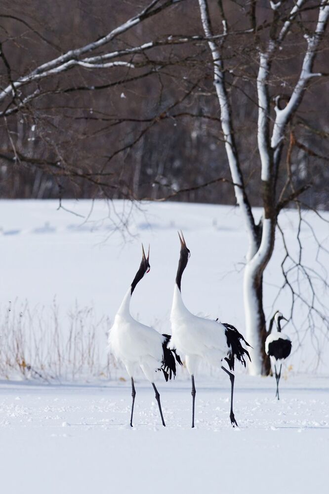 Photo 1463875