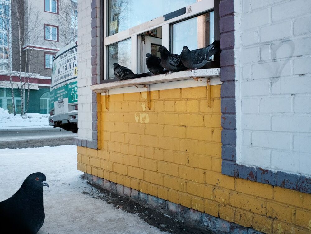 Мартовский пёс