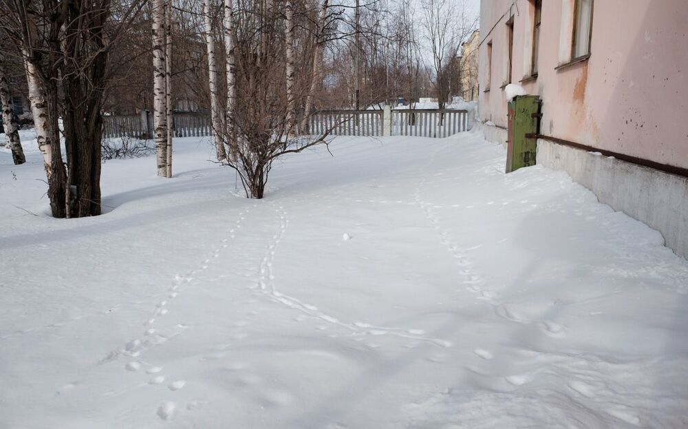Мартовский пёс