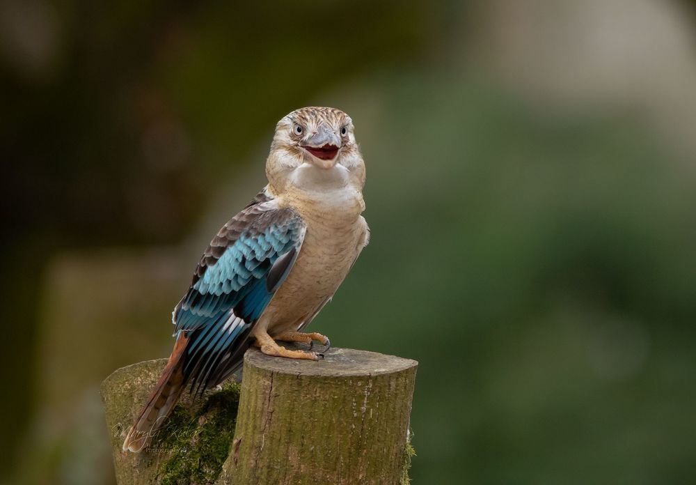 Blue Winged Kookaburra smiling
