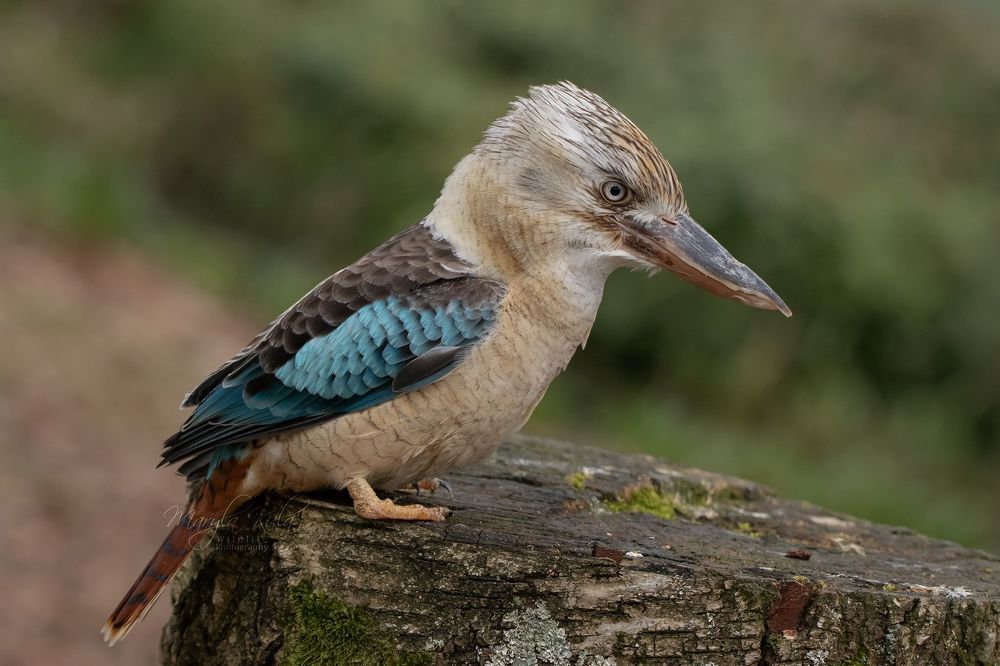 Blue Winged Kookaburra