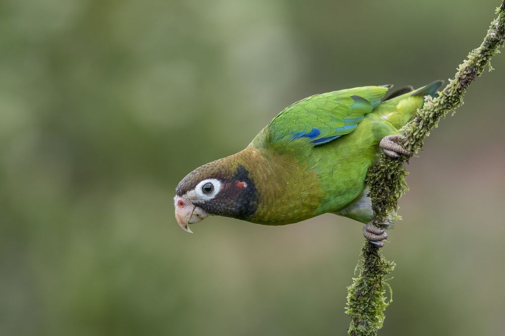 Brown-hooded Parrot (Pyrilia haematotis) Loro Cabecipardo (Lora) R
