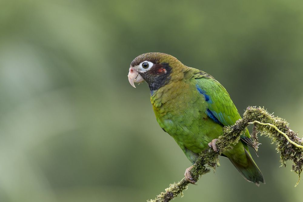 Brown-hooded Parrot (Pyrilia haematotis) Loro Cabecipardo (Lora) R