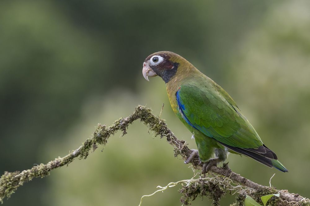 Brown-hooded Parrot (Pyrilia haematotis) Loro Cabecipardo (Lora) R