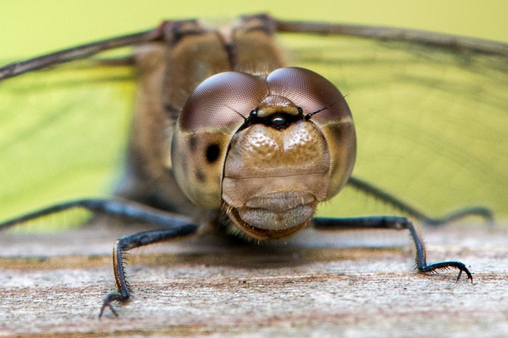 Libellules